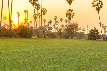 Rice field with sugar palm Sunset in pathum thani , Thailand