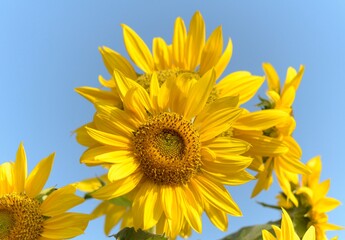 Naklejka premium Natural landscape photo: sunflower in Go Me lotus pond 