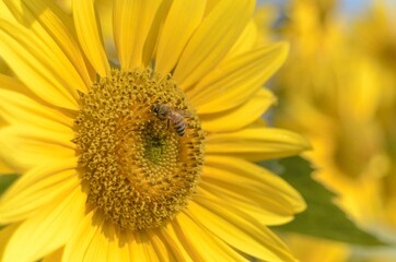 Fototapeta premium Natural landscape photo: sunflower in Go Me lotus pond 