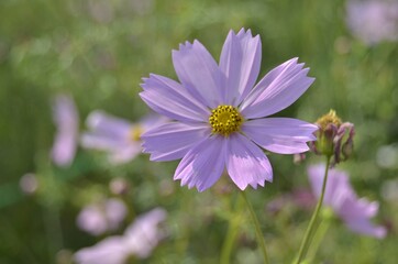 Fototapeta premium Natural photos: Colorful flower paintings (Viet Nam)