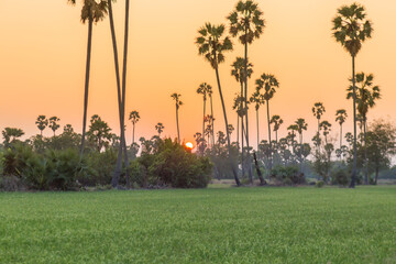 Rice field with sugar palm Sunset in pathum thani , Thailand