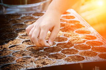 Student hand planting seed in soil. Young children learning how to plant seeds in garden.