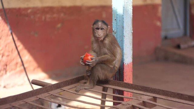 a lit monkey-eating alone India Mumbai Matheran
