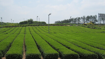 Fototapeta na wymiar Green tea field, Jeju, Jeju-si, South Korea, Jeju-do