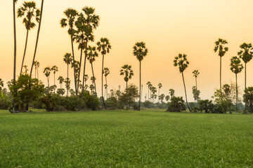 Rice field with sugar palm Sunset in pathum thani , Thailand