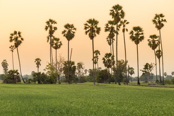 Fototapeta premium Rice field with sugar palm Sunset in pathum thani , Thailand