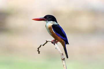 Black-Capped Kingfisher has a purple-blue wings and back, black head and shoulders, white neck collar and throat, and rufous underparts.	