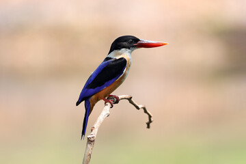 Black-Capped Kingfisher has a purple-blue wings and back, black head and shoulders, white neck collar and throat, and rufous underparts.	