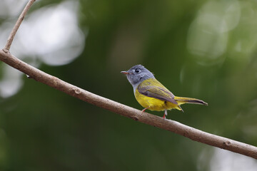 Fototapeta premium Grey-headed canary-flycatcher (Culicicapa ceylonensis), sometimes known as the grey-headed flycatcher, is a species of small flycatcher-like bird found in tropical Asia.