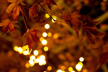 ライトアップされた紅葉