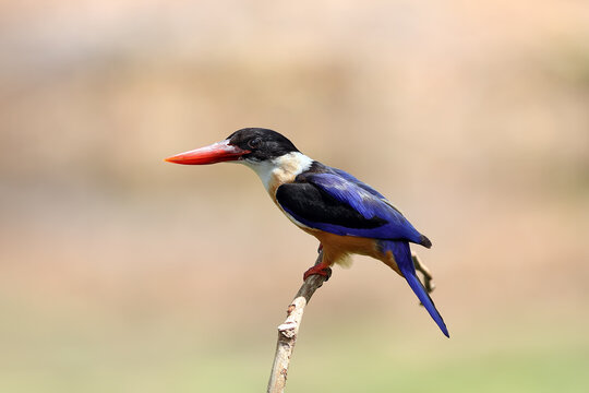 Black-Capped Kingfisher has a purple-blue wings and back, black head and shoulders, white neck collar and throat, and rufous underparts.	