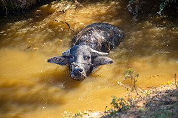 Cattle farmed in rural areas of southern China