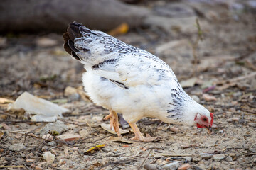 A few walking chickens foraging for food