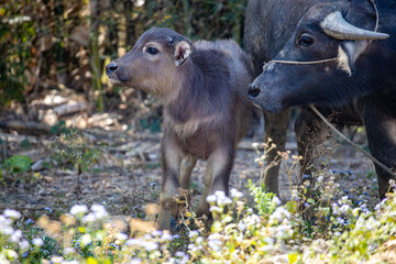Cattle farmed in rural areas of southern China