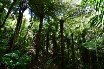 Dense giant fern trees create dark canopy in New Zealand native forest.