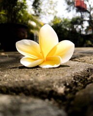 frangipani flower on the stone