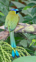 Blue-crowned motmot (Momotus coeruliceps) perched on the tree branch