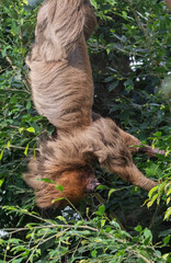 Fototapeta premium Hoffmann's two-toed sloth (Choloepus hoffmanni) feeding in the rainforest pyramid, Moody Gardens.
