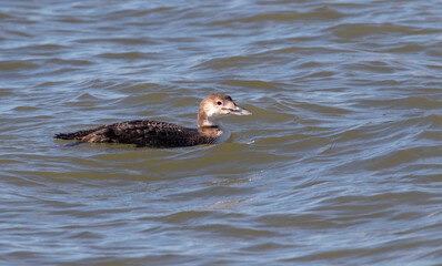Nonbreeding adult Common Loon (Gavia immer), Galveston, Texas, USA