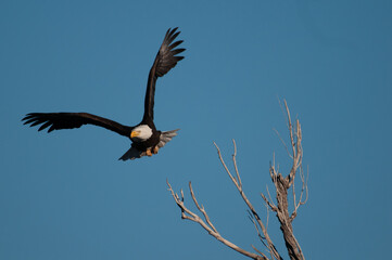 Bald eagle in flight in February in the front range of the Rocky Mountains in Colorado, USA