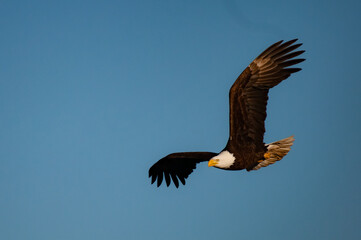 Bald eagle in flight in February in the front range of the Rocky Mountains in Colorado, USA