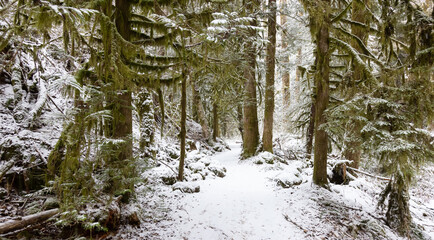 Beautiful Hiking Trail in the Forest during winter morning. White Snow Covered. Taken in Squamish, North of Vancouver, British Columbia, Canada.