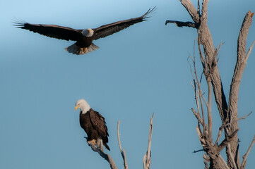 Bald eagle in flight in February in the front range of the Rocky Mountains in Colorado, USA