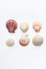 Fototapeta na wymiar Various shells on a white backdrop. Natural marine theme background with copy space.