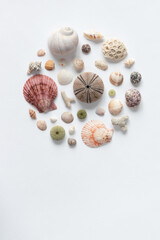 Various sea shells folded in a circle on a white backdrop. Natural marine theme background with copy space.