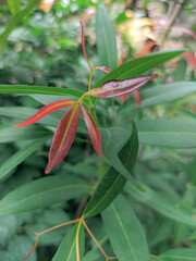 red and green leaves