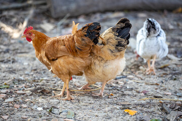 A few walking chickens foraging for food