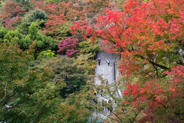 Beautiful Autumn in Japan
