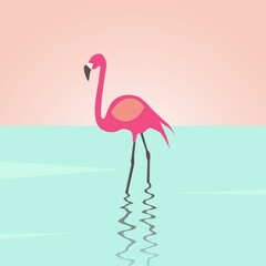 pink flamingo on the water