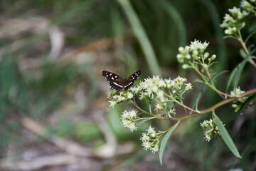 Black and yellow butterfly perched on leaves with outstretched wings