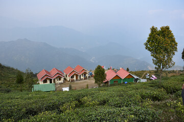 Fototapeta na wymiar Home Stay With Organic Tea Plantation