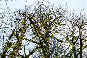 Wallace Falls State Park