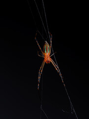 Macro Photo of Orange Spider on The Web Isolated on Black Background