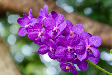 Beautiful orchid flower blooming at rainy season. Vanda orchidaceae