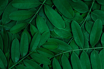 Naklejka na ściany i meble Green leaves pattern background with dark green leaves, fresh flat background. Flat lay. Nature concept. Natural wallpaper