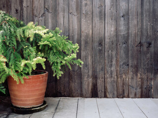 Green pine tree in terracotta pot.