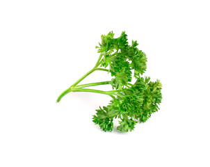 Parsley an isolated on white  background