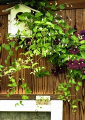 壁に絡まるクレマチスの花、紫色のクレマチスの花、ガーデニング