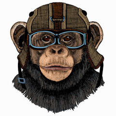 Vector chimpanzee portrait. Ape head, monkey face. - obrazy, fototapety, plakaty