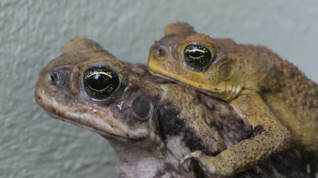 Two cane toads (Rhinella marina) sitting on top of eac hother 