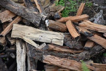 Forest felled Log