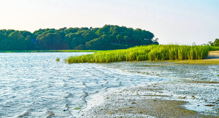 Marsh grass (Spartina alterniflora) is the keystone species of the coastal salt marsh ecosystem. It lives in the intertidal zone and is flooded twice each day. Setauket Harbor, Long Island, NY.