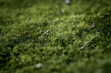 grass on the ground