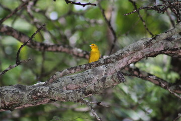 yellow billed hornbill