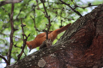 squirrel on tree