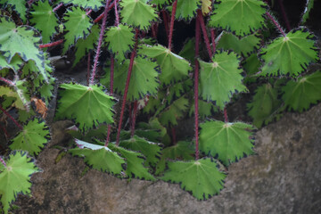 Thorny Green Leaves with Red Stem